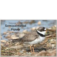 Plover, Semipalmated - Photo Reference
