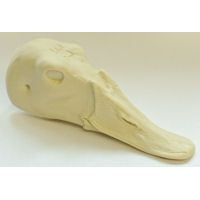 Canvasback Female - Study Bill