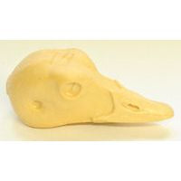 Duck, Harlequin Female - Study Bill