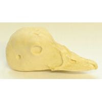 Duck, Harlequin Male - Study Bill