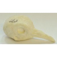 Dove, White Winged - Study Bill