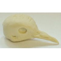 Dove, Mourning - Study Bill