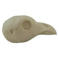 Waxwing, Cedar - Study Bill