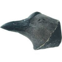 Coot, American "Full-head" - Study Bill