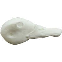 Duck, Labrador - Study Bill