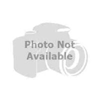 Owl, Great Horned - Perched, 1/3 Life Size Pattern