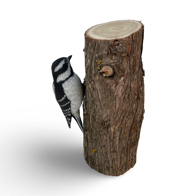 Carve, Texture and Paint a Life-size Downy Woodpecker on a tree trunk with Cam Merkle