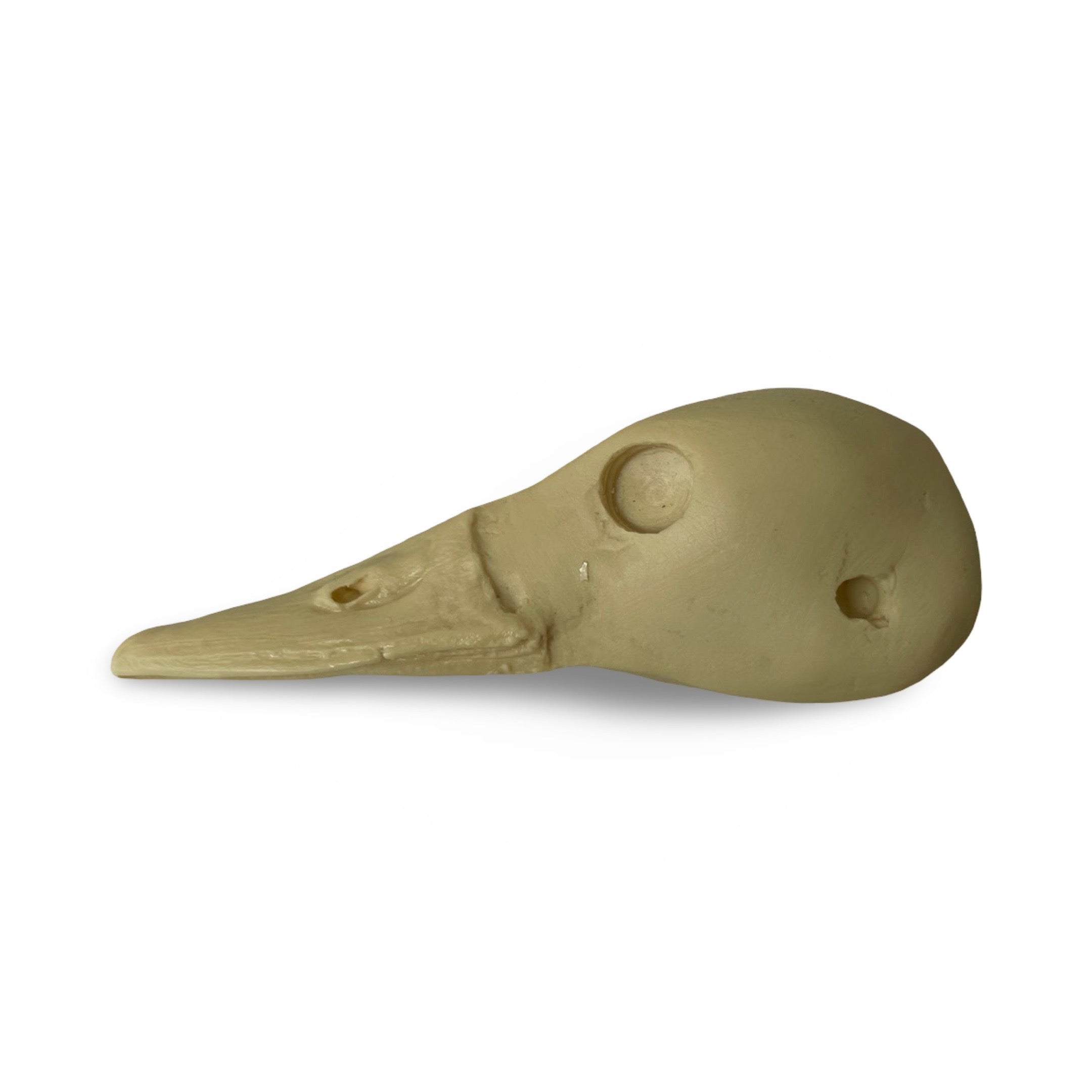 Torrent Duck Male - Study Bill