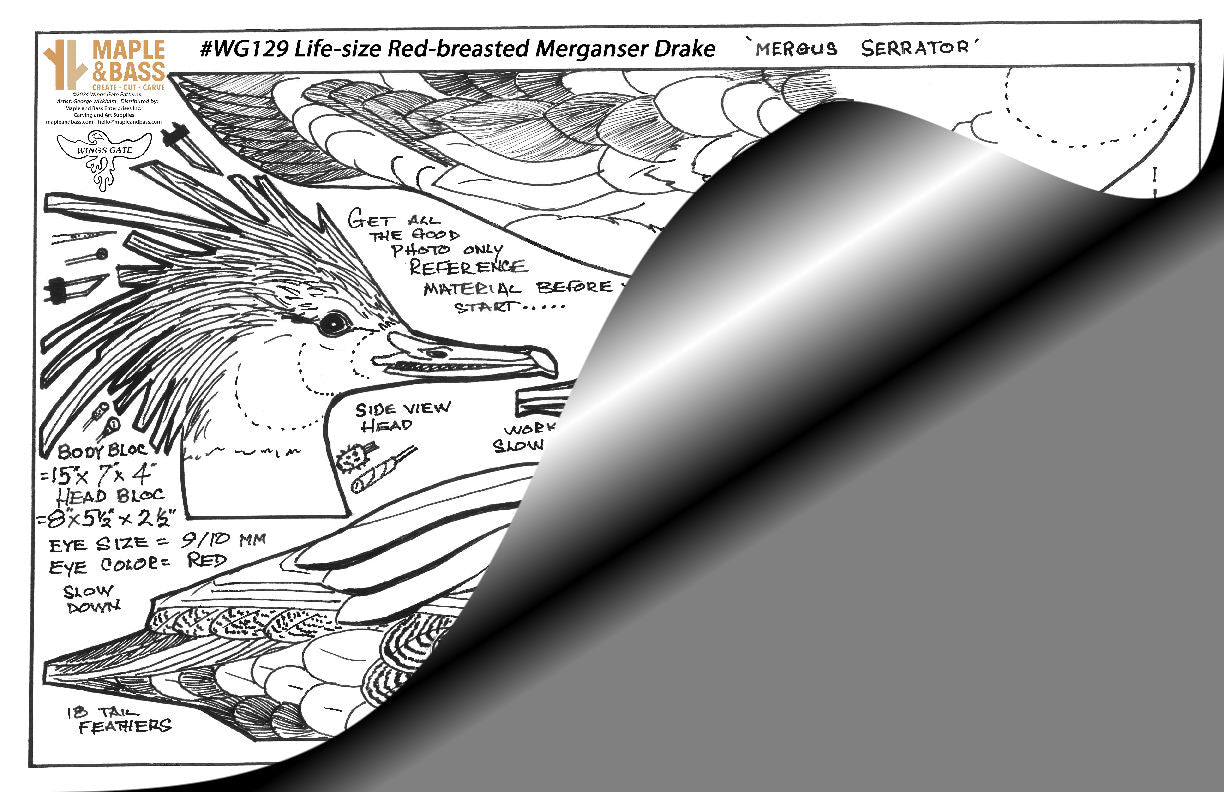 Red-breasted Merganser Drake Life Size Wings Gate Pattern 11x17 #WG129