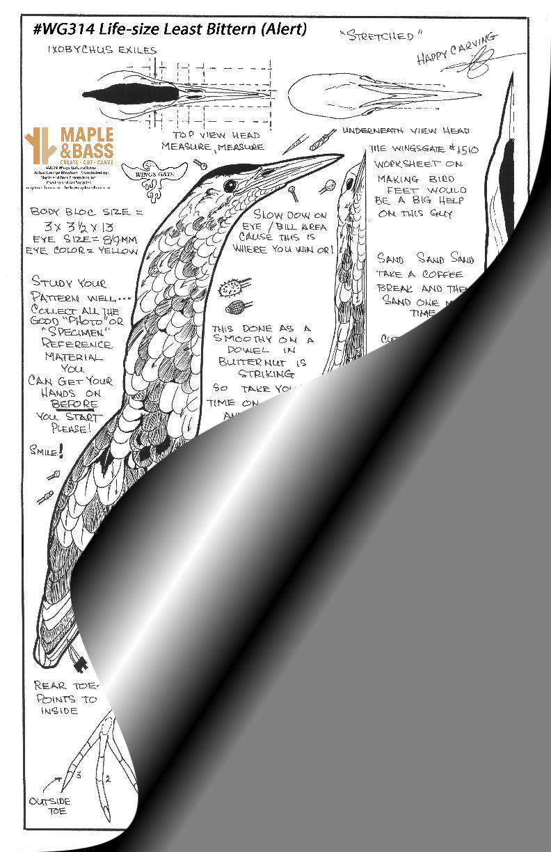 Bittern, Least Alert (upright) Life-size Wings Gate Pattern 11x17 #WG314