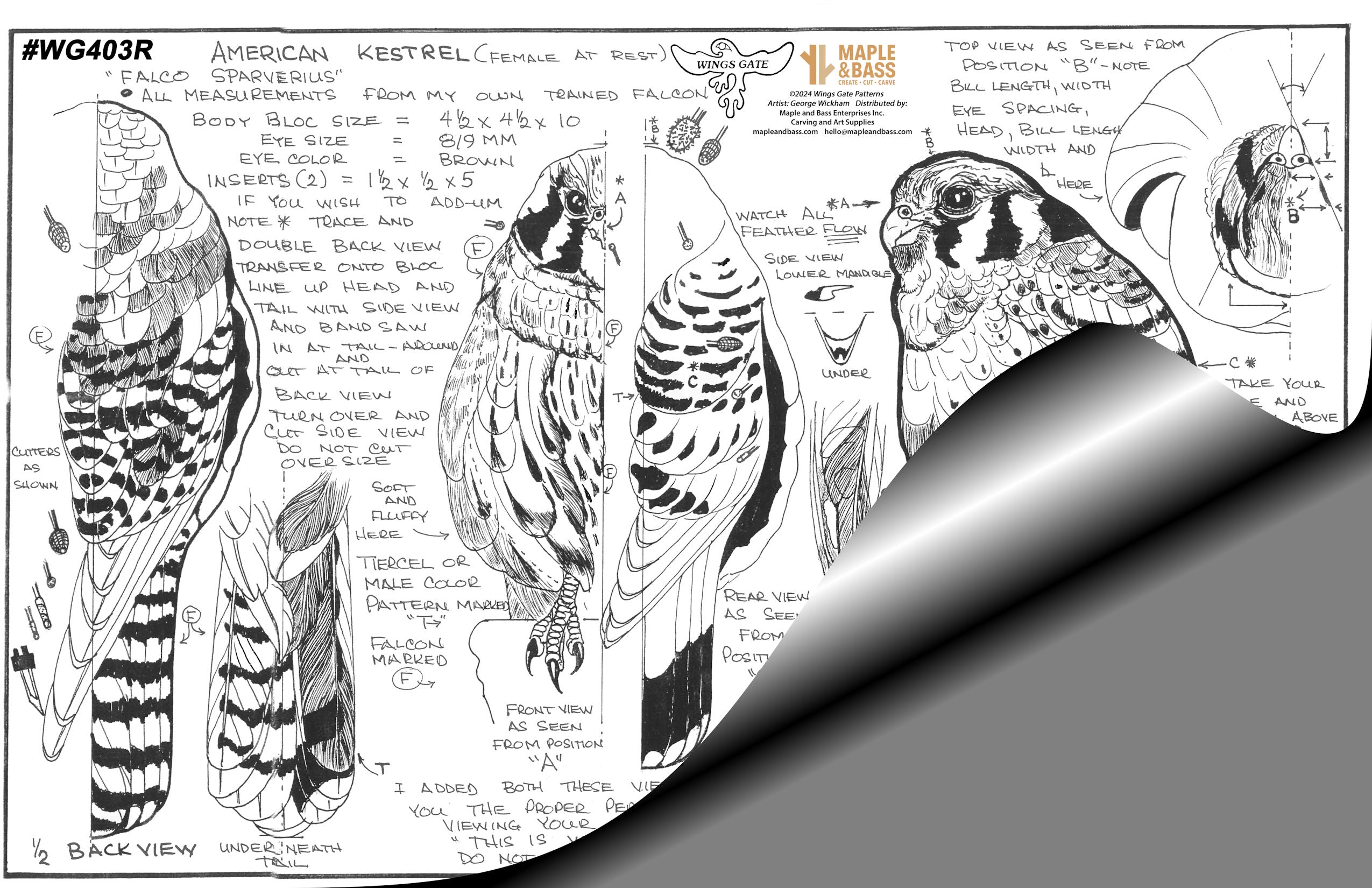 Kestrel, American Female (Resting) Wings Gate Pattern or Blank #WG403R