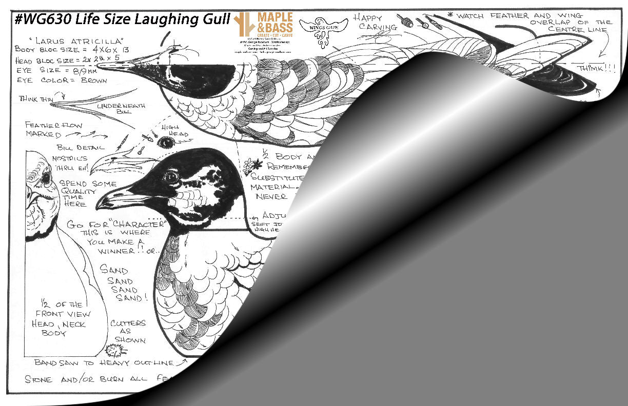 Laughing Gull Lifesize Decoy Wings Gate Pattern 11x17" #WG630