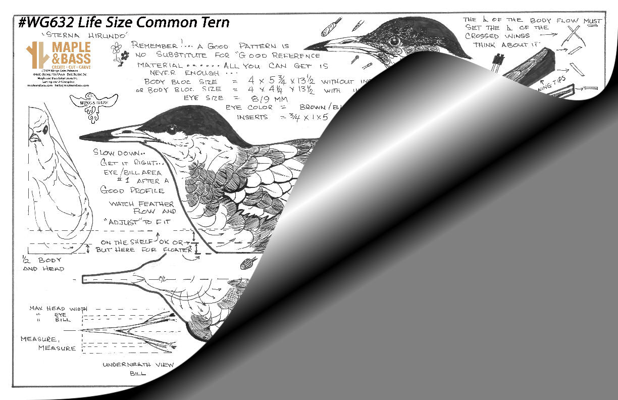 Common Tern Lifesize Decoy Wings Gate Pattern 11x17" #WG632