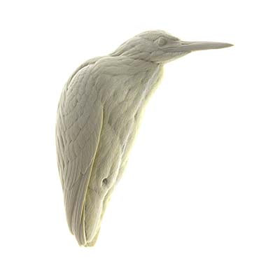 Heron, Green, Life Size - Study Cast.