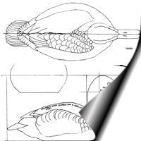 Duck, Canvasback - Male, 3/4 Life Size Pattern