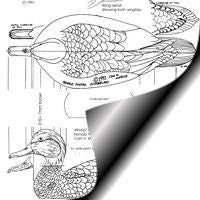 Duck, Pintail - Female, 1/2 Life Size Pattern