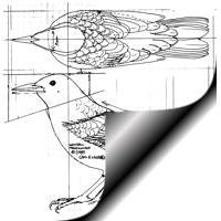 Meadowlark - Perched, Life Size Pattern