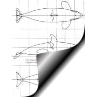 Whale, Killer - Calf, 6" Pattern