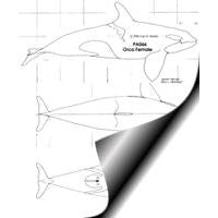 Whale, Killer - Female, 11.5" Pattern