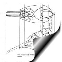 Junco, Dark-eyed - Life Size Pattern