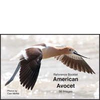 Avocet, American - Photo Reference