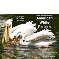 Pelican, American White - Photo Reference