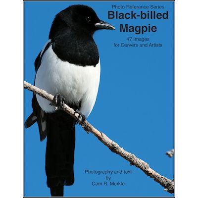 Magpie, Black-billed - Photo Reference