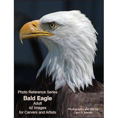 Eagle, Bald, Adult - Photo Reference