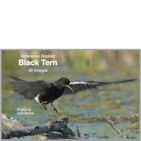 Tern, Black - Photo Reference