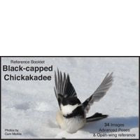 Chickadee, Black-capped (advanced) - Photo Reference