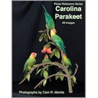 Parakeet, Carolina - Photo Reference