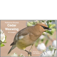 Waxwing, Cedar - Photo Reference