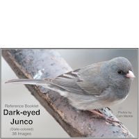 Junco, Dark-eyed - Photo Reference