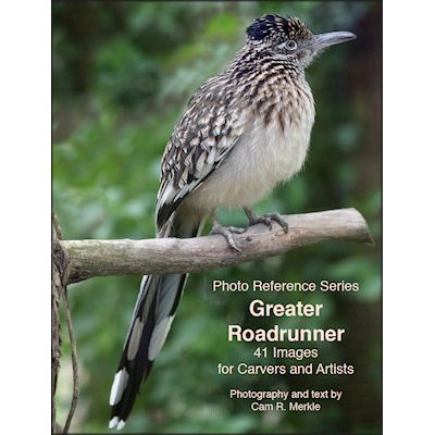 Roadrunner, Greater - Photo Reference
