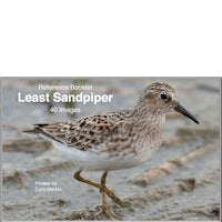 Sandpiper, Least - Photo Reference