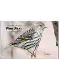 Siskin, Pine - Photo Reference