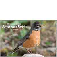 Robin, American - Photo Reference