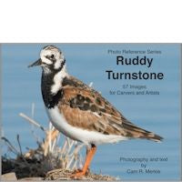 Turnstone, Ruddy - Photo Reference