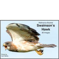 Hawk, Swainson's - Photo Reference