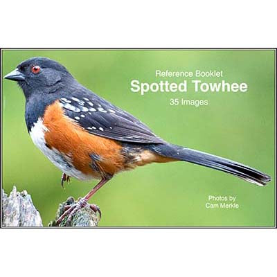 Towhee, Spotted - Photo Reference