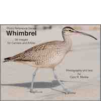 Whimbrel - Photo Reference