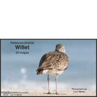 Willet - Photo Reference