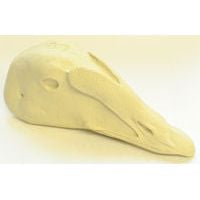 Eider, Common Male - Study Bill